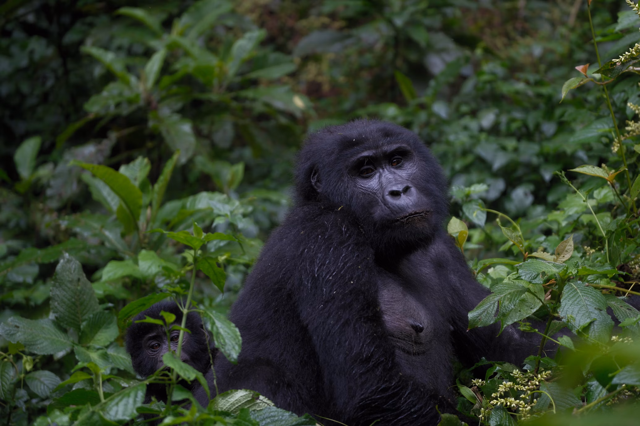 Gorilla Trekking Safari in Bwindi Uganda